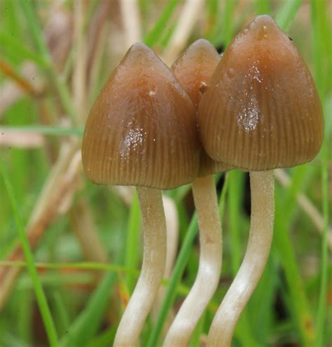 Magic Mushroom .